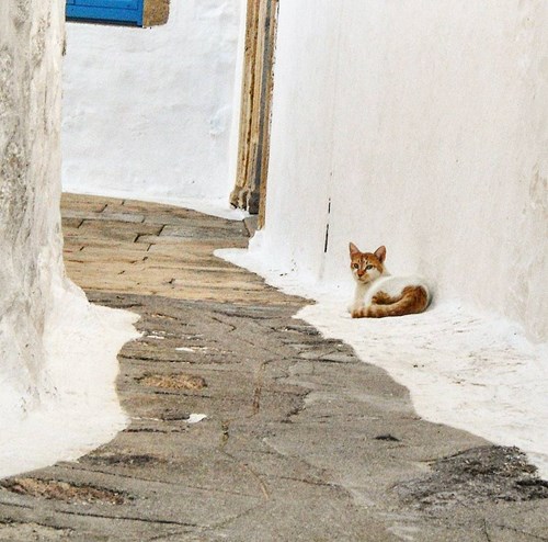 cats in the town of Leros