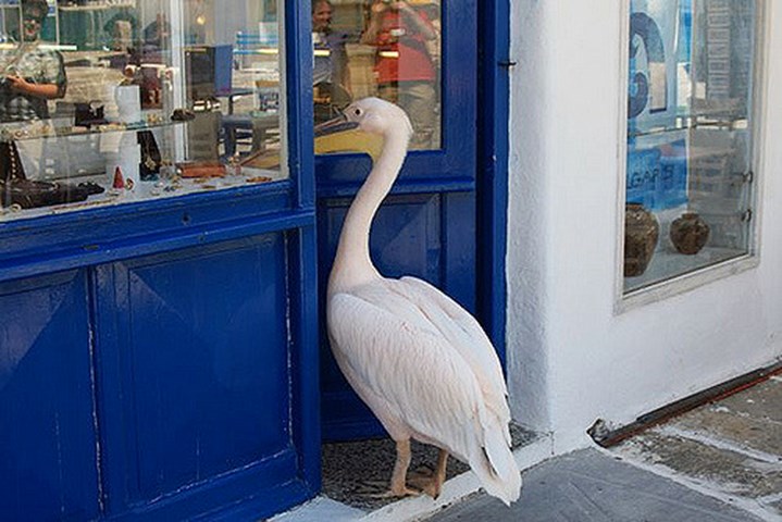 Petros mykonos pelican inside a shop